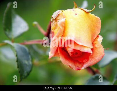 Ein Blick von der Rosen-Art Pat Austin, es ist ein helles Kupfer orange gefärbt, eine englische Rose Stockfoto