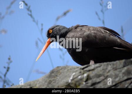 Schwarzer Austernfischer in der Voliere des Oregon Coast Aquarium. Stockfoto