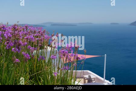 Viele Pflanzen von Agapanthus africanus mit violetten oder rosafarbenen Blumen. Hinter einer Terrasse mit niemand auf der griechischen Insel Satorini mit der besten Landschaft Stockfoto
