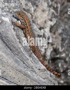 Leiocephalus carinatus oder die nördliche geschweifte Echse sonnt sich auf versteinerten Korallen im Windley Key Fossil Reef Geological State Park Stockfoto