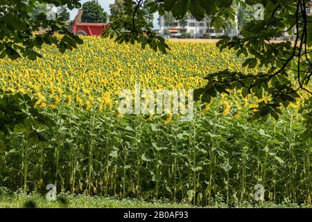 Geräumiges Feld mit blühenden, schönen Sonnenblumen. Traktor liefert Dünger. Grüne Bäume, strahlend blauer Himmel und weiße, flauschige Wolken im verschwommenen Rücken Stockfoto