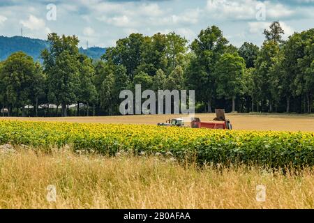 Geräumiges Feld mit blühenden, schönen Sonnenblumen. Traktor liefert Dünger. Grüne Bäume, strahlend blauer Himmel und weiße, flauschige Wolken im verschwommenen Rücken Stockfoto