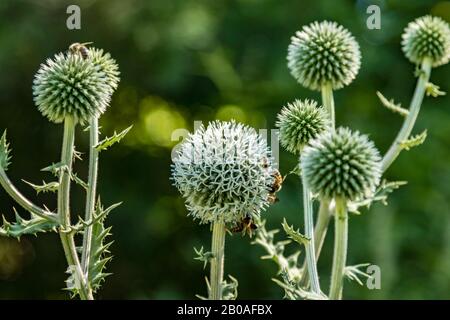 Echinops sphaerocephalus. Namen: Drüsenglobus-distel, große Kugeldistel oder blasses Kugeldistel. Ist eine eurasische Art. Nahaufnahme des selektiven Fokus. Stockfoto