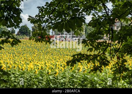 Geräumiges Feld mit blühenden, schönen Sonnenblumen. Traktor liefert Dünger. Grüne Bäume, strahlend blauer Himmel und weiße, flauschige Wolken im verschwommenen Rücken Stockfoto