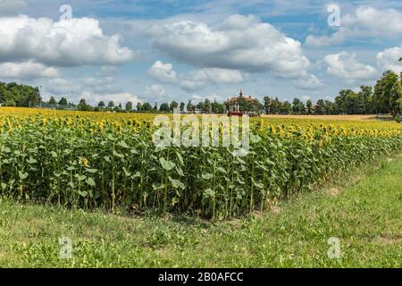 Geräumiges Feld mit blühenden, schönen Sonnenblumen. Traktor liefert Dünger. Grüne Bäume, strahlend blauer Himmel und weiße, flauschige Wolken im verschwommenen Rücken Stockfoto