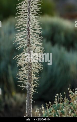 Getrocknetes Skelett von Echium wildpretii endemisch im Teide National Park. Winterpflanze von Tajinaste rojo. Grüne kanarensträucher auf verschwommenem Hintergrund. Tener Stockfoto