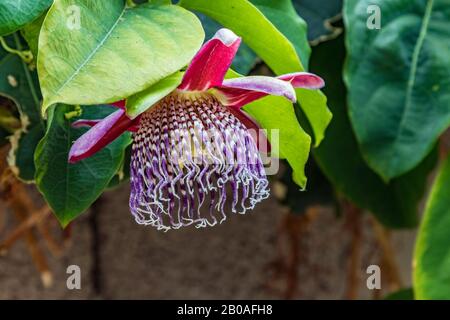 Blühende Passionsblume mit roter Blüte - passiflora - auf grünen Blättern. Passiflora, auch Passionsblumen oder Passionsreben genannt, ist eine Gattung von A. Stockfoto