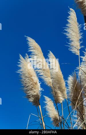 Schilfhalme in hellem, warmem, sonnigem Schwung im Wind, isoliert gegen einen klaren blauen Himmel. Stockfoto