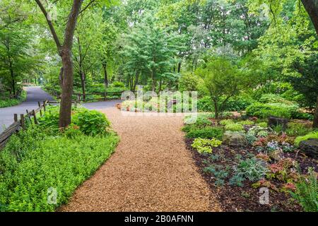 Mulchpfad durch Wildschweine mit gemischten Bepflanzungen, einschließlich Hosta - Plaintain Lily, Adiantum - Maidenhair Fern, Asperula - Woodruff, Heuchera. Stockfoto