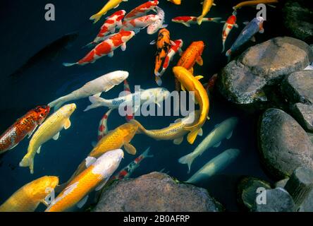 JAPAN, HONSHU-INSEL, MATSUE, ALTSTADT, RESTAURANT MIT JAPANISCHEM GARTEN, TEICH MIT FARBENFROHEM CARP Stockfoto