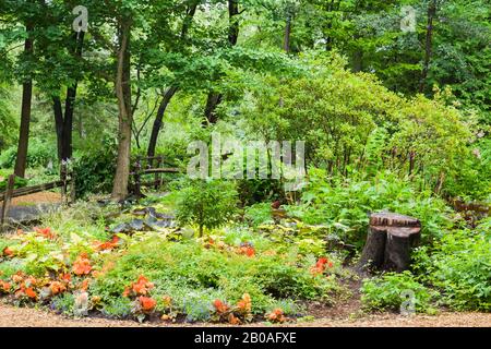 Sommergrenze mit oranger Begonia, blauen Phlox Blumen, Colocasia esculenta - Taro Pflanzen, Ginkgo biloba - Maidenhair Baum, Centre de la Nature Garten. Stockfoto