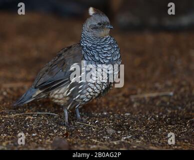 California Quail Bird Callipla California Portrait Stockfoto