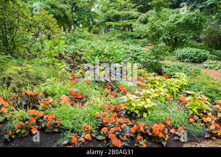 Sommergrenze mit Orangenbegonien, Colocasia esculenta - Taro, Hosta - Plaintain Lily Plants, Centre de la Nature Public Garden, Laval, Quebec, Kanada. Stockfoto