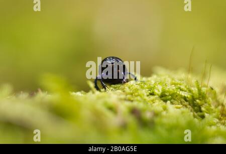 Mistkäfer - Anoplotrupes stercorosus. schwarzer Mistkäfer Stockfoto