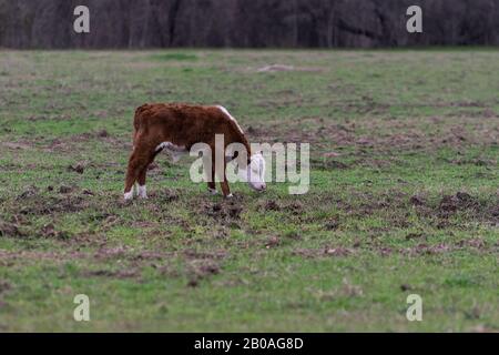 Ein süßer, verschwommener Junge Bestohlte Hereford Bulle mit einem liebenswerten weißen Gesicht, das allein auf einer Ranch-Weide mit dem Kopf nach unten steht, während es auf dem grünen Gr grast Stockfoto