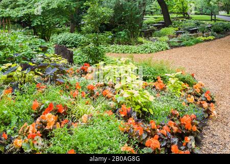 Sommergrenze mit Orangenbegonien, Colocasia esculenta - Taro, Hosta - Plaintain Lily Plants, Mulchpfad im Sommer, öffentlicher Garten Centre de la Nature. Stockfoto