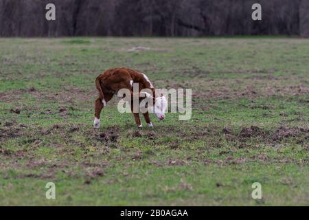 Süße junge Bestäubte Hereford Stierkalb, das allein in einer Ranch-Pasta stand und mit einem seiner Hinterbeine einen Juckreiz hinter einem seiner Ohren kratzte. Stockfoto