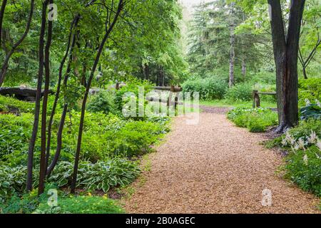 Mulchpfad durch die Grenzen zu Hosta - Plaintain Lily, weiße Astylbe im Sommer, öffentlicher Garten Centre de la Nature, Laval, Quebec, Kanada. Stockfoto