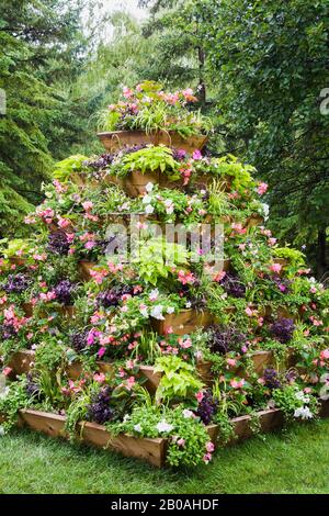 Holzpyramidenförmige Blumenkiste mit gemischten Anpflanzungen, weiße Petunia, pinke Impatiens und Begonia Blumen im Sommer, Centre de la Nature Garden. Stockfoto