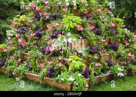 Holzpyramidenförmige Blumenkiste mit gemischten Anpflanzungen, weiße Petunia, pinke Impatiens und Begonia Blumen im Sommer, Centre de la Nature Garden. Stockfoto