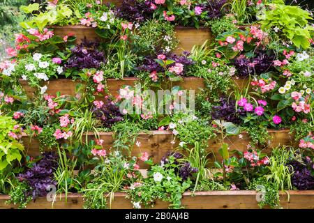 Holzpyramidenförmige Blumenkiste mit gemischten Anpflanzungen, weiße Petunia, pinke Impatiens und Begonia Blumen im Sommer, Centre de la Nature Garden. Stockfoto