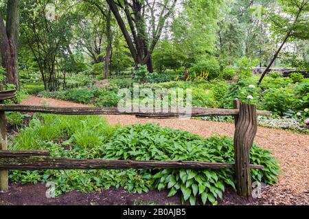 Hosta - Plaintain Lily Pflanzen durch alten rustikalen Holzzaun neben dem Mulchpfad in der Grenze, rosa Hydrangea-Strauch, gelbe Ligularia "The Rocket". Stockfoto