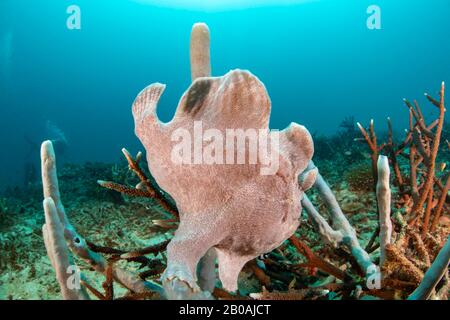 Ein Taucher schwimmt hinter dem Frogfish eines Commersons, Antennarius commersoni, auf einem Röhrenschwamm, Philippinen, Asien. Stockfoto