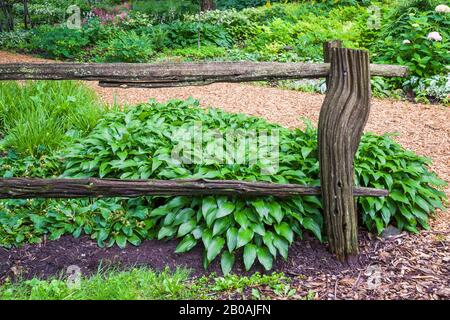 Hosta - Plaintain Lily Pflanzen durch alten rustikalen Holzzaun neben dem Mulchpfad in der Grenze, rosa Hydrangea-Strauch, rosa Astylbe Blumen im Sommer. Stockfoto