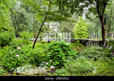 Rosa Hydrangea, Hosta - Plaintain Lily, Metasequoia glyptostroboides 'Goldrausch' - Dawn Redwood Baum in der Sommerrand. Stockfoto