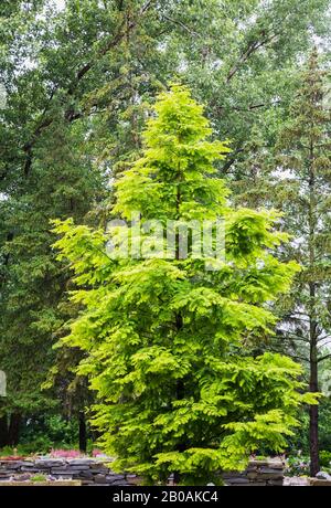 Metasequoia glyptostroboides 'Gold Rush' - Dawn Redwood Tree im Sommer, Centre de la Nature Public Garden, Laval, Quebec, Kanada. Stockfoto