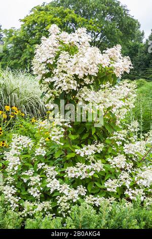 Weiße Hydrangea, gelbes Rudbeckia fulgida 'Goldstrum' - Coneflowers, Acorus calamus 'Variegatus' - Variierte süße Fahne im Sommer an der Grenze. Stockfoto