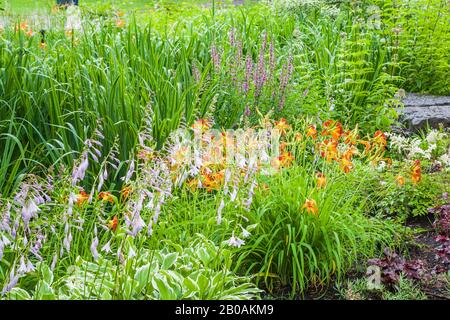 Hosta - Plaintain Lily, Orange und Red Hemerocallis - Daylilie Blumen und dekorativer Felsen im Sommer, Centre de la Nature öffentlicher Garten. Stockfoto