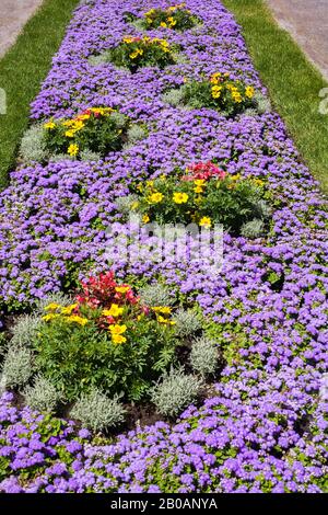 Blaues Ageratum - Floss Blumen, gelb Tagesetes - Ringelblume, rot Begonia Blumen in langen Gras Rand im Ausstellungsgarten im Sommer eingefasst Stockfoto