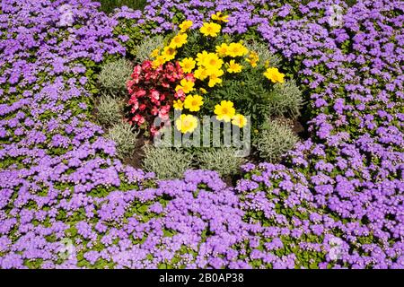 Blue Ageratum - Floss Flowers, yellow Tagetes - Ringelblume, rote Begonia Blumen in der Grenze im Ausstellungsgarten im Sommer, Montreal Botanical Garden Stockfoto