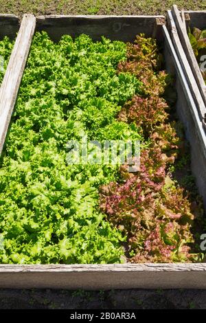 Lactuca sativa - der Salat aus Grün und Rot wird organisch in Behältern angebaut, die in einer Holzkiste unter freiem Himmel in voller Sonne aufgestellt werden. Stockfoto