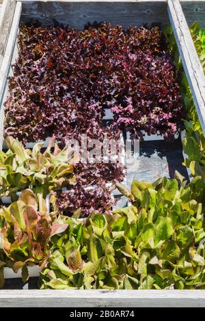 Lactuca sativa - der Lettensalat aus Grün und Rot wird organisch in weißen Styroporbehältern angebaut, die in einer Holzkiste im Freien in voller Sonne platziert sind. Stockfoto