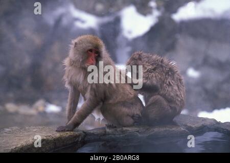 JAPAN, IN DER NÄHE VON NAGANO, JIGOKUDANI, JAPANISCHE MAKAKEN, SCHNEEAFFEN Stockfoto