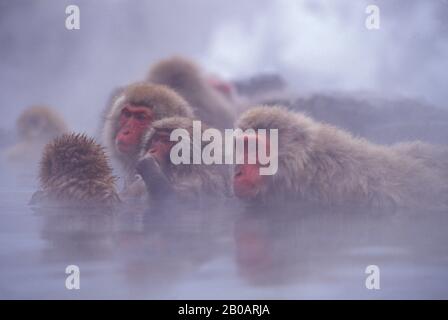 JAPAN, IN DER NÄHE VON NAGANO, JIGOKUDANI, JAPANISCHE MAKAKEN, SCHNEEMAFFEN IM HEISSEN FRÜHJAHR Stockfoto