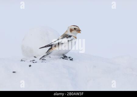 Schneebrötchen (Plectrophenax nivalis), die sich im Winter ernähren Stockfoto