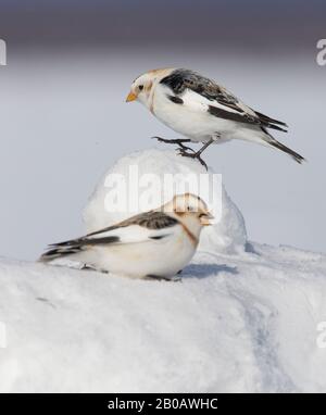 Schneebrötchen (Plectrophenax nivalis), die sich im Winter ernähren Stockfoto