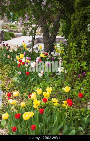 Rote, gelbe, weiße und violette Tulipa - Tulpenblumen im Frühling im Garten im Hinterhof. Stockfoto