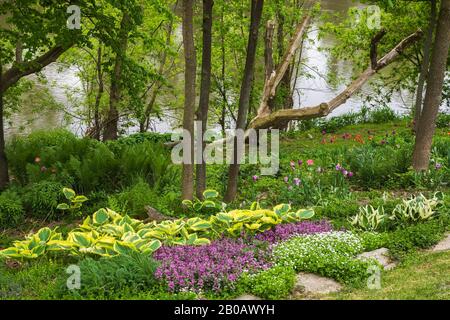 Gartengrenze mit weißer Asperula odorata - Woodruff-Blumen, Purpurlamium, - Deadnessel- und Hosta-Pflanzen im Frühjahr in geschlitztem Hinterhofgarten. Stockfoto