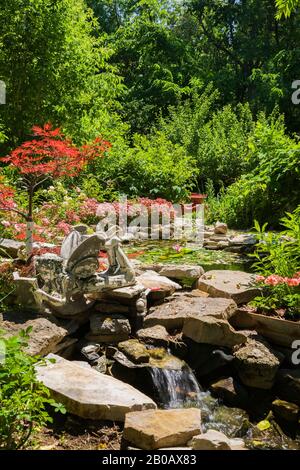 Kaskadierende Wasserfall und Teich mit rosafarbenen Nymphaea - Seerosen und von rotem Acer Palmatum inabe-shidare begrenzt - japanischer Roter Ahorn Baum. Stockfoto