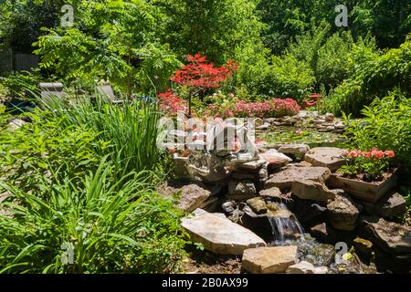 Kaskadierende Wasserfall und Teich mit rosafarbenen Nymphaea - Seerosen und von rotem Acer Palmatum inabe-shidare begrenzt - japanischer Roter Ahorn Baum. Stockfoto