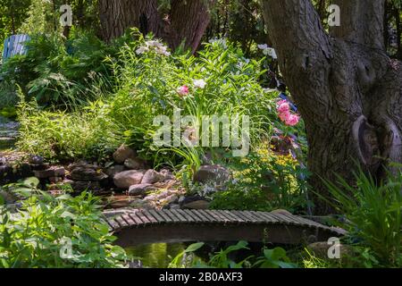 Braune Holzfußbrücke über Teich, umgeben von rosa und weißen Paeonia - Pony Blumen im Wohnhinterhof im Sommer. Stockfoto