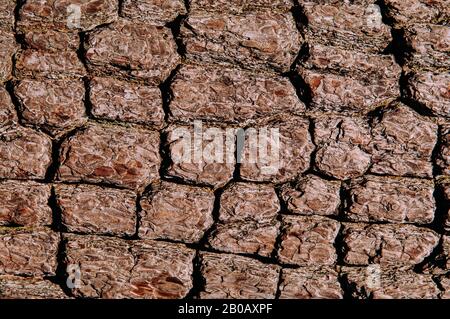 Nahaufnahme der rauen Textur von Merkus Pine oder Sumatran (Pinus merkusii Jungh. & de Vriese). Holzrinde mit vielen Rissen Hintergrund Stockfoto