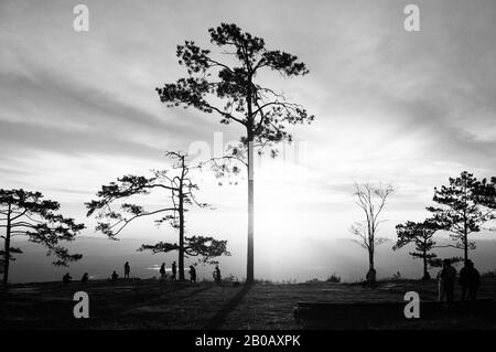 Okt 31, 2019 Loei, Thailand - Schöner, dramatischer Sonnenaufgang mit Silhouetten-Kiefern und Touristen an der Pha Nok-Klippe. Phu Kradueng Stockfoto