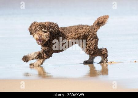 Haustierhund spielt am Strand Stockfoto