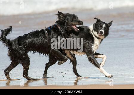 Haustiere, die am Strand spielen Stockfoto