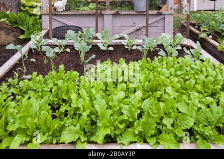 Arugula - Rocket Salat wird im Frühsommer in Holzkiste im Wohn-Backyard Biobauern angebaut. Stockfoto